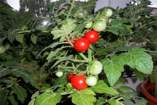 tomatknap