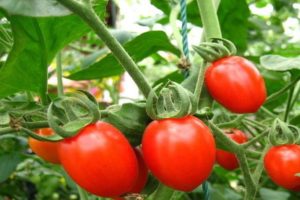 Descripción de la variedad de tomate Botón, sus características y rendimiento