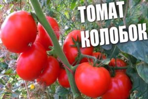 Opis odmiany pomidora Kolobok, jej właściwości i plon