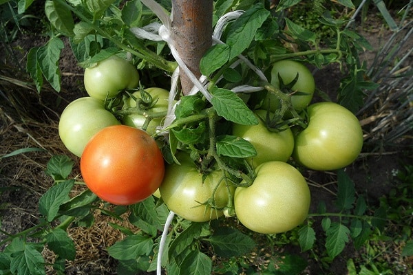 bezpretensjonalność pomidora
