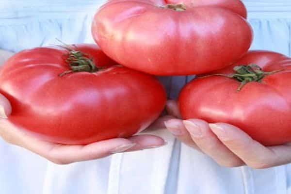 pomidorai rankoje