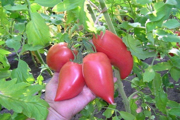 Koreanische Tomate