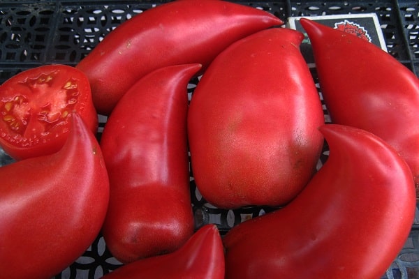 paradajka s dlhým ovocím