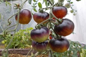 Opis odrody paradajok Červené uhlie, jeho vlastnosti a produktivita