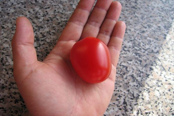 lizak pomidorowy