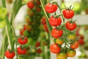 Beschrijving van de tomatensoort Madeira, kenmerken van teelt en verzorging