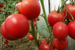 תיאור זן העגבניות מרקיז, טיפוח, נטיעה וטיפול