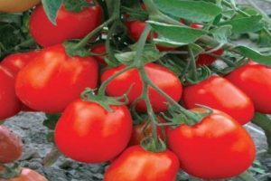 Descripción de la variedad de tomate Maryushka, características de cultivo y cuidado.