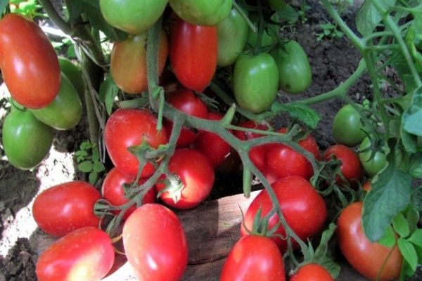 tomater på jorden