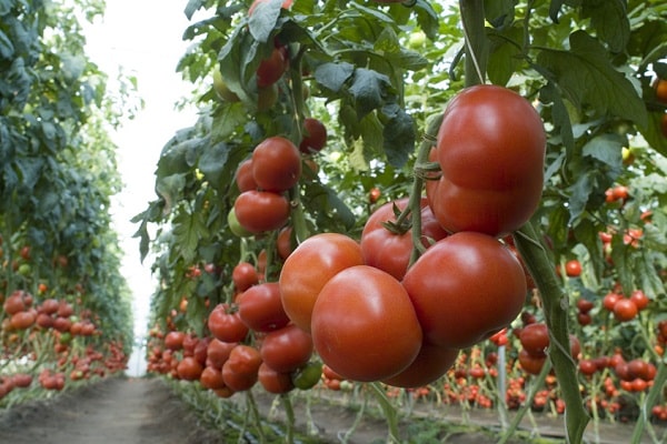 paradajkové mathias