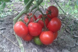 Descrizione della varietà di pomodoro Matias, caratteristiche di coltivazione e cura