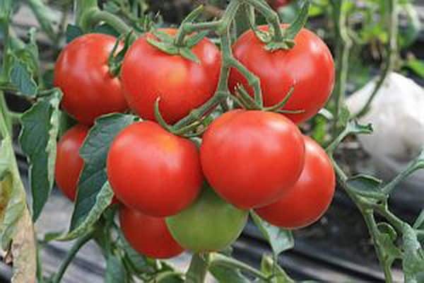 Tomatensorten Etüde