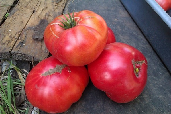 tomater sås