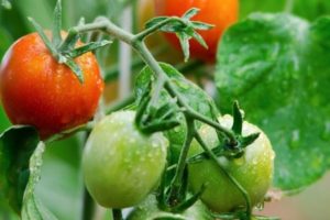 Opis odrody paradajok Natali, vlastnosti pestovania a starostlivosti