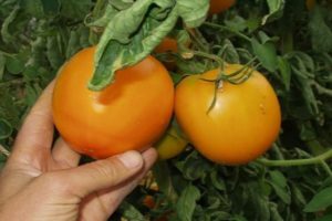 Beskrivelse af den orange tomatsort, dens egenskaber og produktivitet
