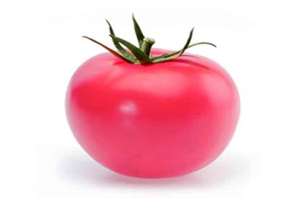 pandaróza paradajka