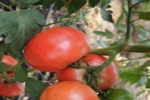 Beschrijving van de tomatenvariëteit Pandarosa, kenmerken van teelt en verzorging