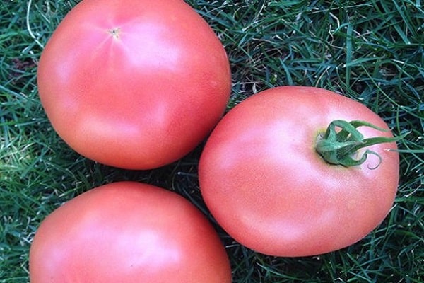 tekee tomaatteja