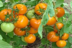 Beschreibung der Tomatensorte Persisches Märchen, ihre Eigenschaften und Produktivität