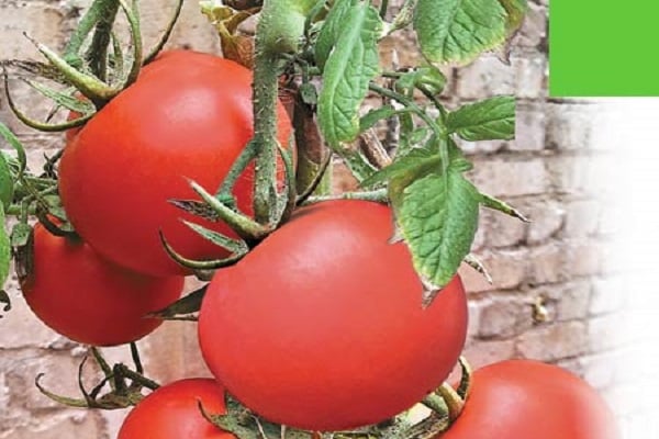 tomat gave