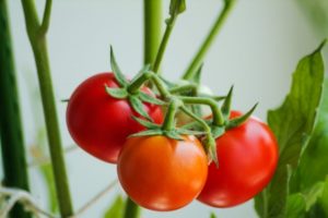 Beschrijving van de variëteit Gift-tomaten, zijn kenmerken en productiviteit