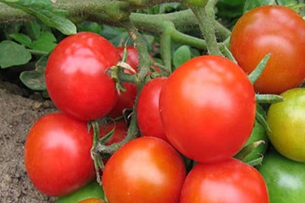 tomat prime
