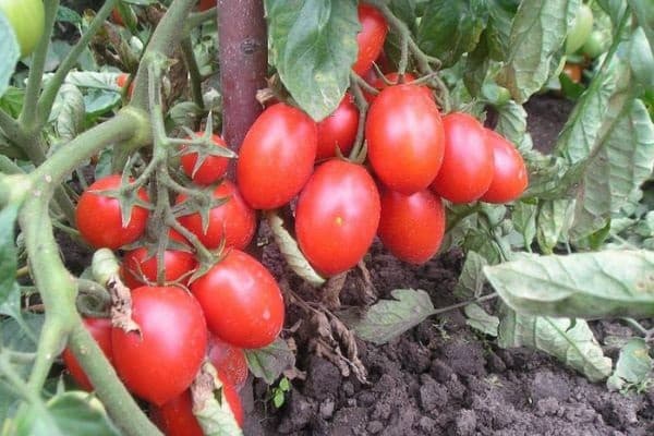 Tomaten harter Arbeiter