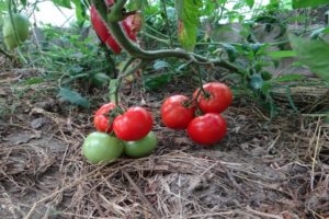 Descripción de la variedad de tomate manzana Paradise, características de cultivo y cuidado.