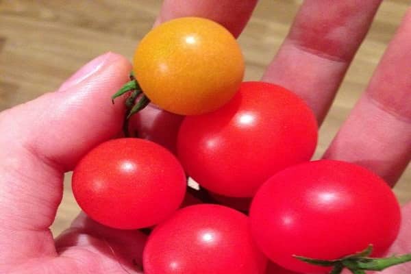 pomidory krzaczaste