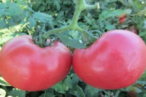 Description of the Rosalisa tomato variety, its characteristics and cultivation