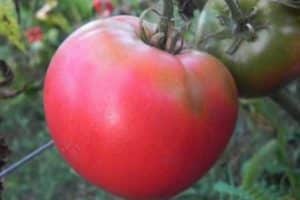 Beschrijving van het tomatenras Pink Dawn, kenmerken van teelt en verzorging