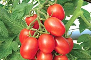 Opis odmiany pomidora żółto-czerwona Śliwka cukrowa, jej właściwości