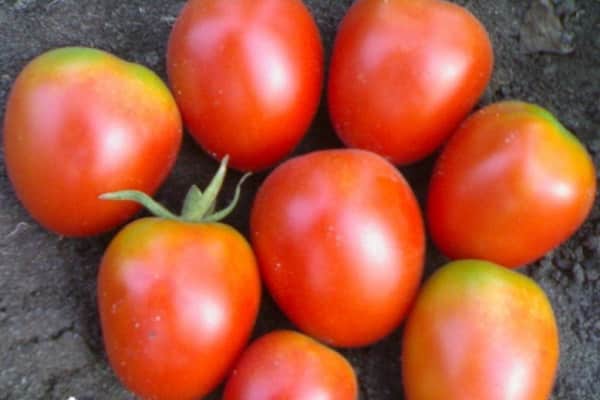 fleischige Tomaten