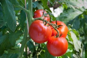 Beskrivelse af Samurai-tomatsorten, funktioner i dyrkning og pleje