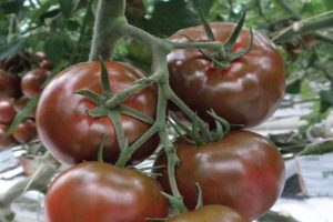 Descripción de la variedad de tomate Sasher, sus características y cultivo.