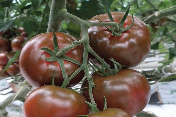 pomidorų šašlykas