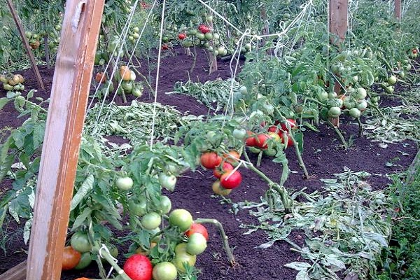 ankstyvieji pomidorai
