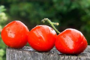 Beskrivelse af tomatsorten Heart Kiss, funktioner i dyrkning og udbytte