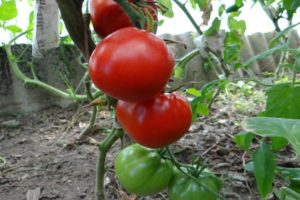 Beschrijving van het tomatenras North Queen, kenmerken van teelt en verzorging