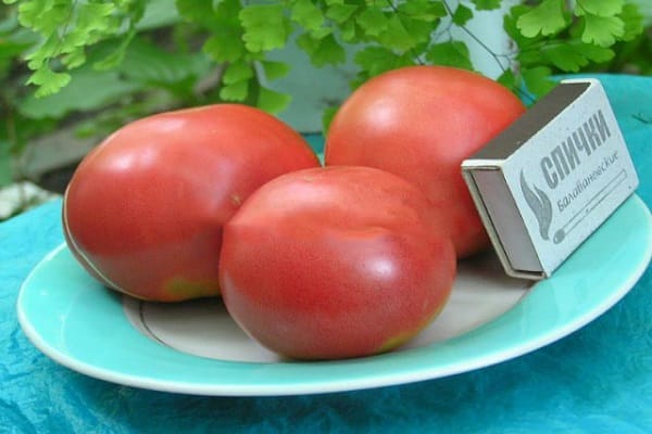 lindo tomate