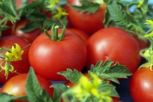 Descrizione della varietà di pomodoro Sympyaga, sue caratteristiche e resa