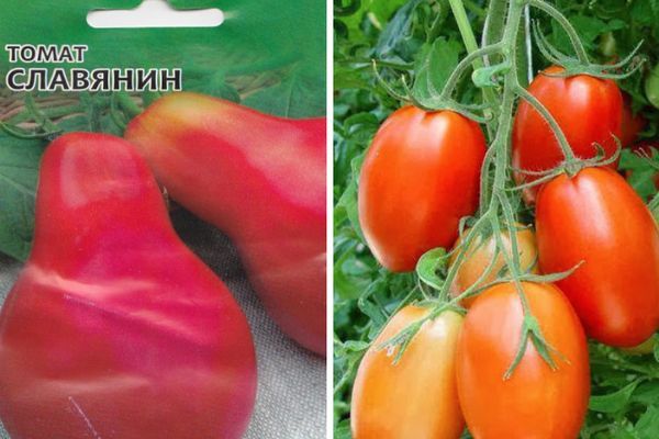 Tomatenbüsche slawisch