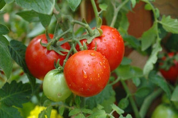 kuvaus tomaatista