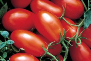 Mô tả về giống cà chua Văn phòng lãng mạn, đặc điểm trồng trọt và chăm sóc