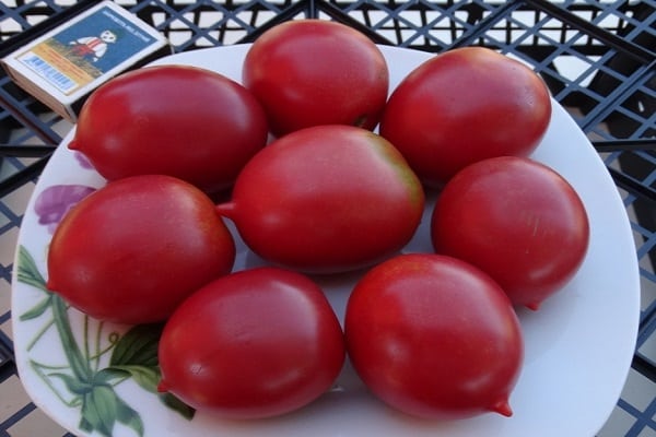 paradajkový druh