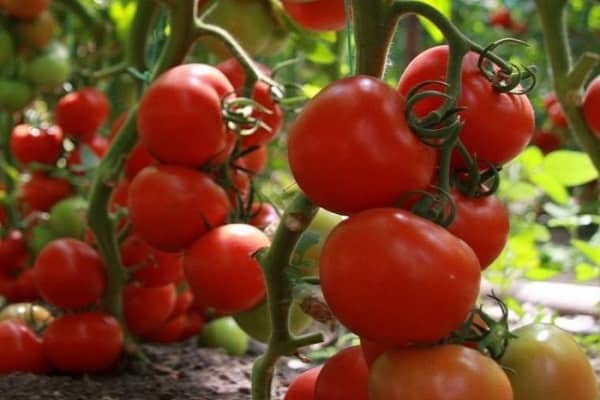 tomaat tyler