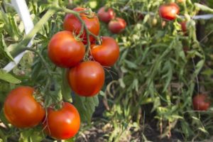 Beskrivelse af Tyler-tomatsorten, dens egenskaber og udbytte