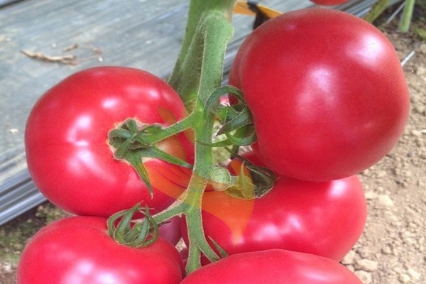 tomaat cetus