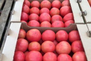 Descrizione della varietà di pomodoro Cetus rosa, delle sue caratteristiche e della produttività