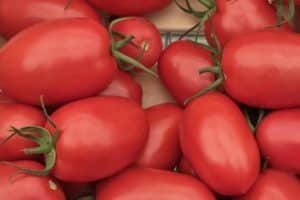 Pomidorų Ustinya veislės aprašymas, auginimo ypatybės ir derlius